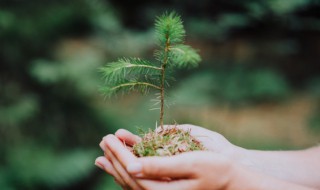 柳树可以栽在家里吗 柳树可以栽家里吗