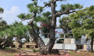 店门口可以种松树吗 店门口家里能栽松树吗