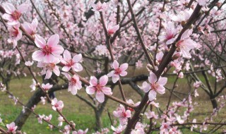 桃花可以种在家门口吗 桃花能往家里栽吗