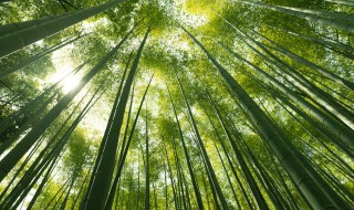 罗汉竹栽在什么地方好 罗汉竹能栽家里吗