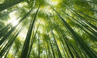 家里面栽竹子好不好 家里栽竹吉利吗
