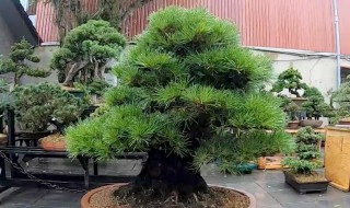 松树能往家里栽吗 松树可以栽家里吗