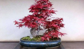 红枫可以种在屋后吗 家里栽红枫可以吗