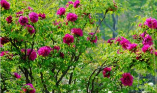 牡丹花种在树下可以吗 牡丹花树能栽家里吗