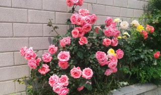 自家种的月季花能吃吗 家里栽的月季花可以吃吗