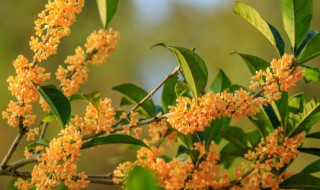 桂花树可以栽家里吗 桂花树能栽家里面吗