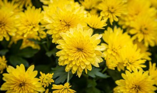 家里面可以栽菊花吗 家里可以栽菊花不用种菊花吗