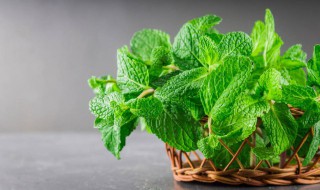 家里能栽薄荷吗 家里栽的薄荷可以吃吗