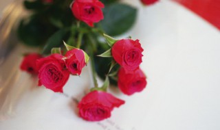 家里能不能栽玫瑰花 冬季家里能栽玫瑰花吗
