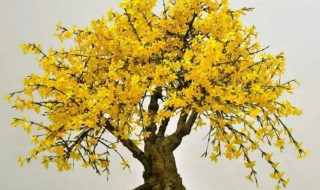 迎春花栽在家里好不好 家里可以栽迎春花吗
