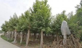 法国梧桐怎么种 法国梧桐家里能栽吗