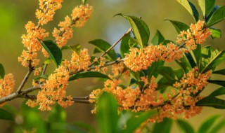 家里可以盆栽桂花吗 家里能栽桂花吗