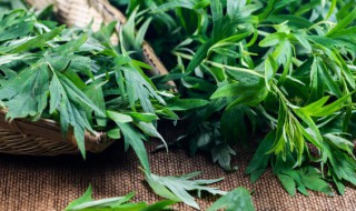 家里可以栽艾草吗 艾草家里能栽吗