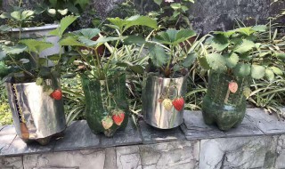 屋里能种草莓吗 家里院子能栽草莓吗