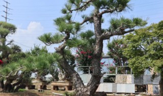 家里可以栽种松树吗 松树能往家里栽吗