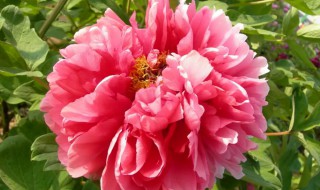 家里能栽牡丹花吗 家里面能栽牡丹花吗