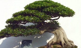 榕树是否可以栽在家里 榕树可以栽家里吗