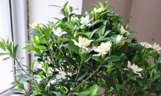 栀子花能吃吗 家里栽的栀子花可以吃吗