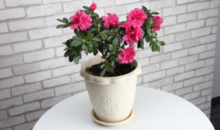 家里适不适合养杜鹃花 家里适合栽杜鹃花吗
