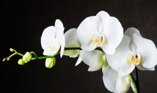 兰草花可以放室内吗 兰草花栽家里可以吗