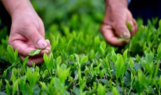 茶树栽家里好吗 家里好栽茶叶吗