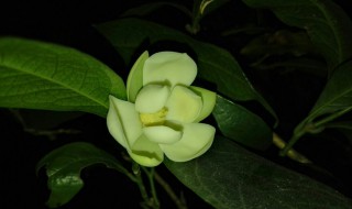家里栽黄桷兰风水好吗 家里栽黄桷兰吉利吗