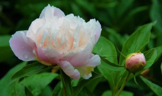 芍药适合种在家里吗 家里适合栽芍药吗