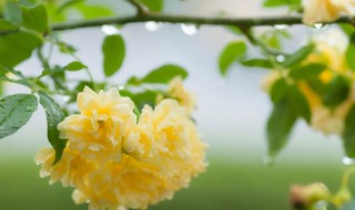 室内能养木香花吗 家里可以栽木香花吗