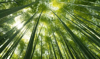 家里院里能种竹子吗 家里院子里可以栽竹子吗