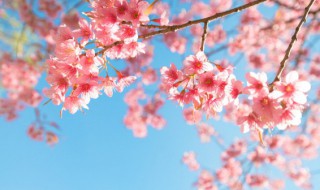 家里种植樱花吉利吗 家里栽樱花树吉利吗