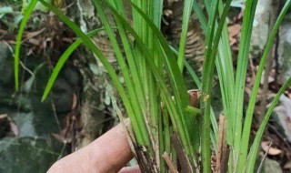家里能栽血芝兰吗 家里能栽血芝兰吗