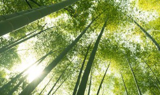 家门口可以栽竹子吗 家里门口可以栽竹子吗