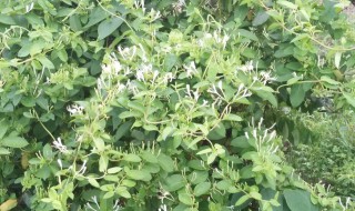 家里可以种金银花吗 农村家里能栽金银花吗