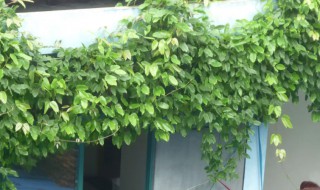 爬山虎能种在家里吗 爬山虎家里能栽吗