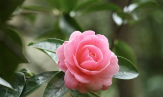 茶花树能种在家吗 家里不能栽茶花树吗