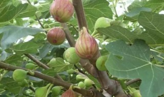 无花果在家里栽有什么不好 家里栽无花果有讲究吗
