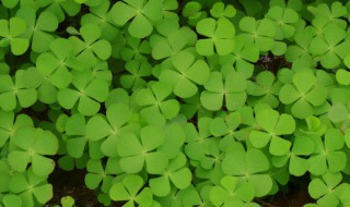 家里种四叶草好吗 家里花园可以栽四叶草吗