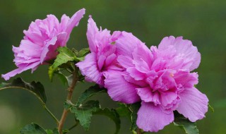 木槿花能栽在家里吗 木槿花家里可以栽吗