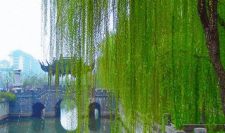 鬼柳可以种家里吗 家里能栽鬼柳榕树吗