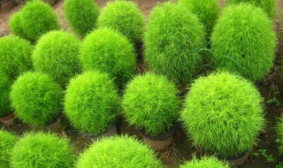 院子里种扫帚苗好吗 扫帚苗栽家里的花盆里可以吗
