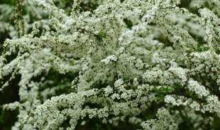 喷雪花好养吗 家里适合栽喷雪花吗