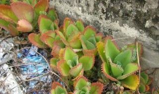 植物落地生根可以在家中种植吗 落地生根的花适合家里栽吗