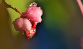 鬼箭羽能种家里吗 鬼箭羽家里能栽吗花果