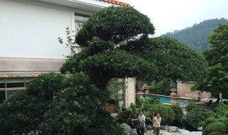 家里花园能种松树吗 家里花园能栽雪松树吗