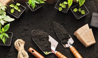 云实树种植的前景怎么样 家里适合栽云实吗
