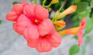 凌霄花种在家里好不好 凌霄花栽家里可以吗