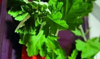 过端午节插艾草啥意思 端午节放艾草什么意思