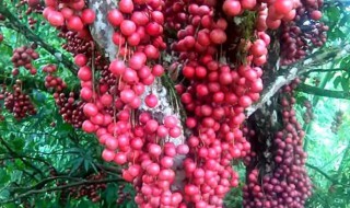 木奶果树价格是多少 木奶果树价钱家里能栽吗