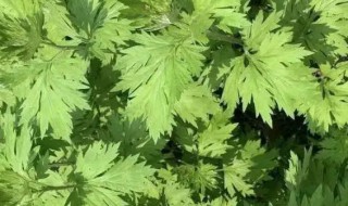 艾草的收割季节 端午节收割艾什么时间