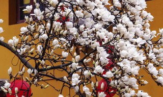 庭院栽种玉兰花好吗 家里院子能栽玉兰花吗